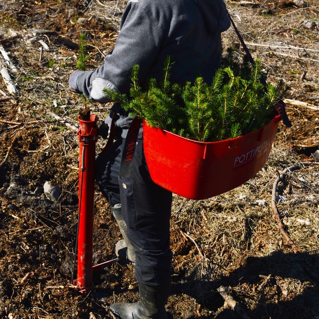 Mändide istutamine metsas