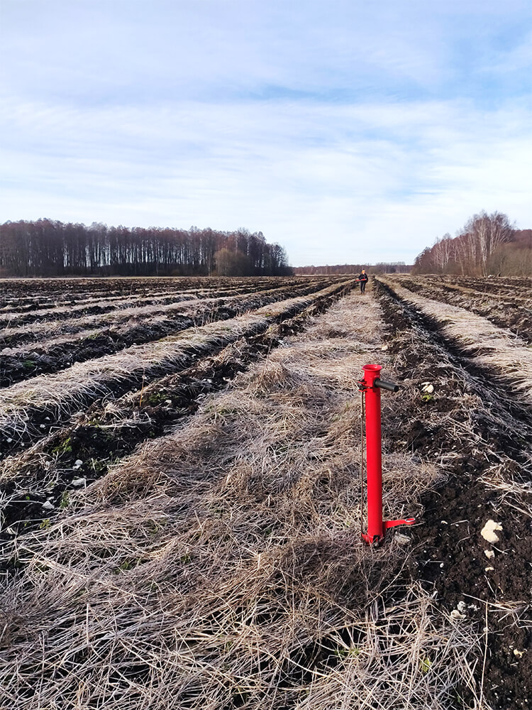 Kaskede istutamine põllul