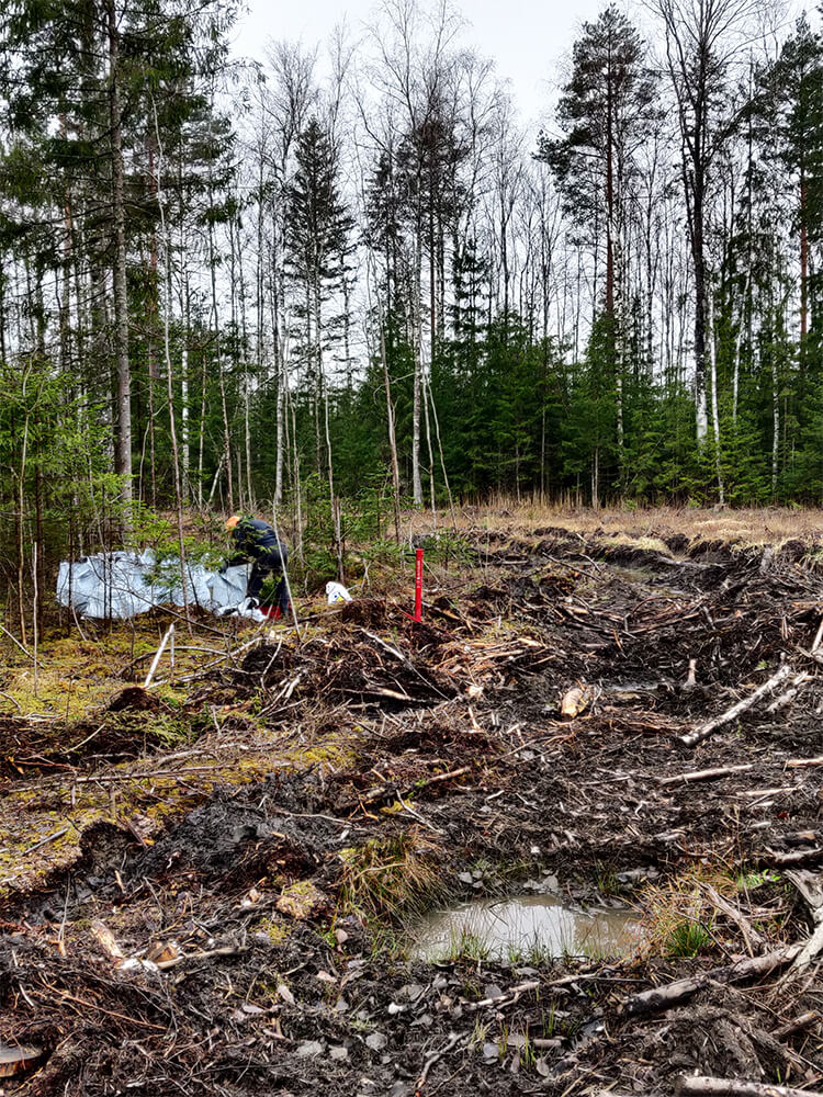 Kuuse taimed ja istutamine