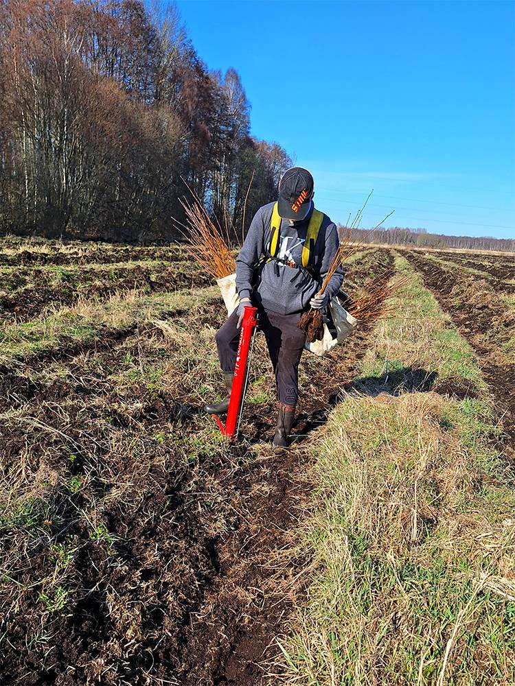 Kasetaimede istutamine põllule